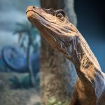 dinosaur, close up, portrait